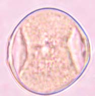  pubescens